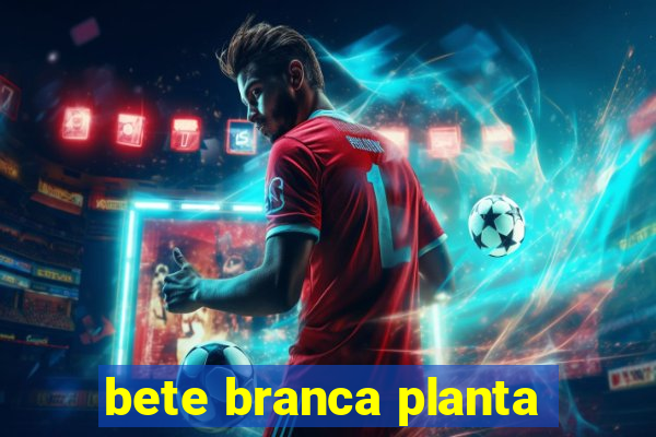 bete branca planta